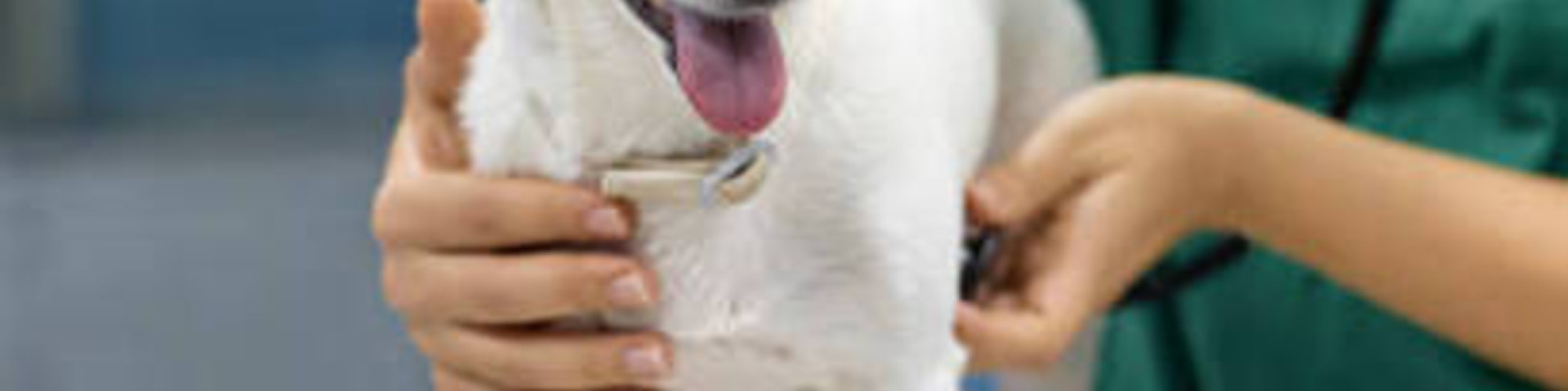 24 Hour Singapore Vet